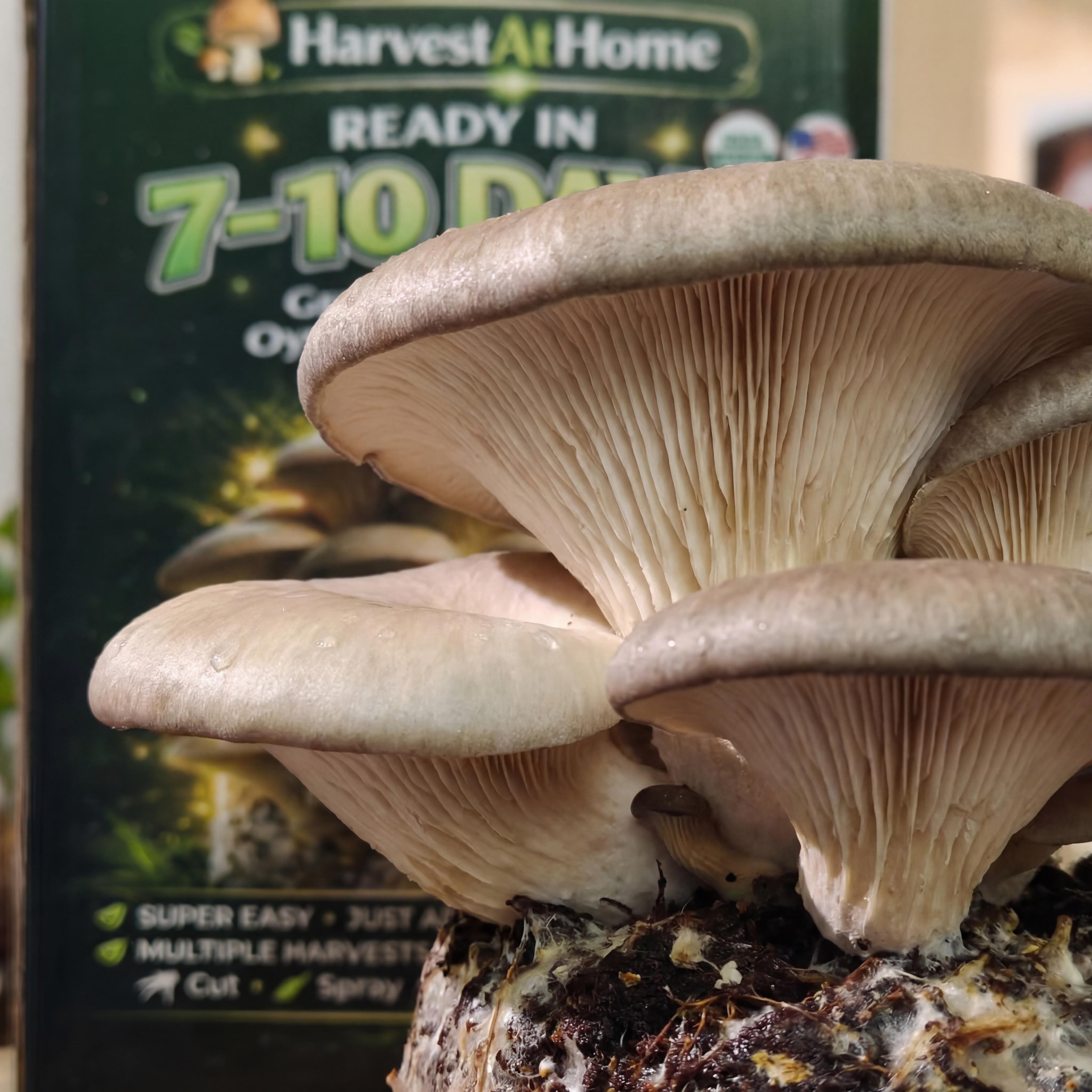 Harvest At Home Edible Organic Oyster Mushroom Grow Kit