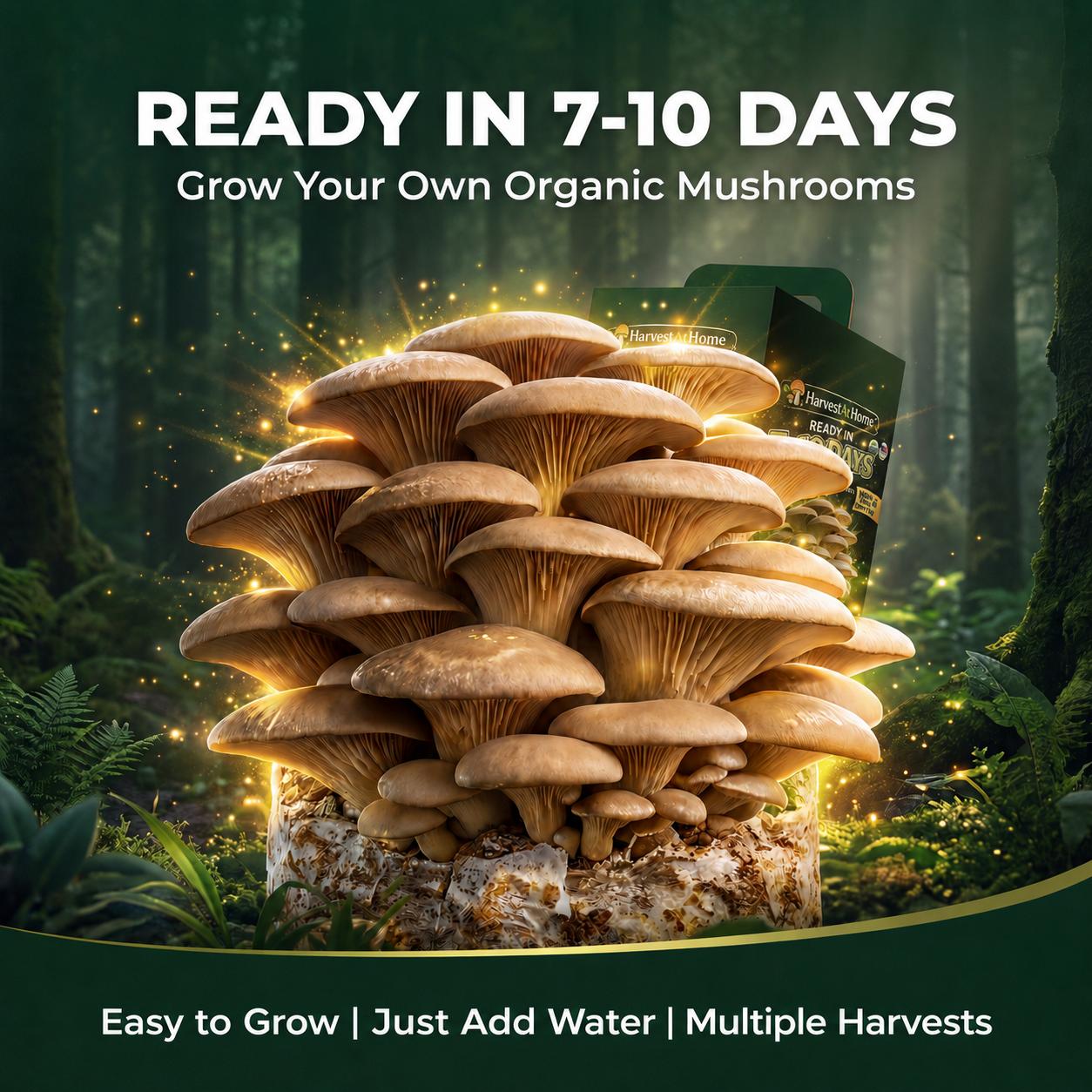Harvest At Home Edible Organic Oyster Mushroom Grow Kit