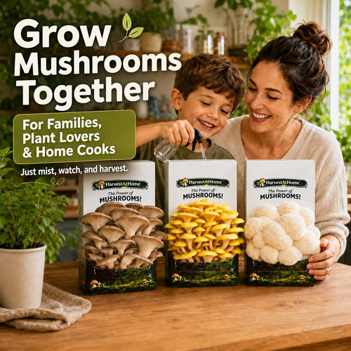 Harvest At Home Edible Organic Oyster Mushroom Grow Kit